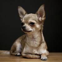 Chihuahua femmina 2 anni 1.5kg