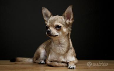 Chihuahua femmina 2 anni 1.5kg