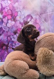 Bassotto nano/kaninchen