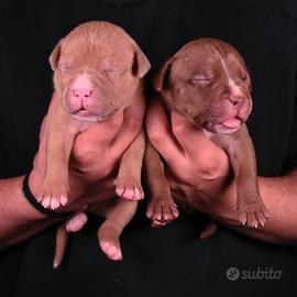 Cuccioli di American Bully XL