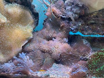 Rhodactis sp