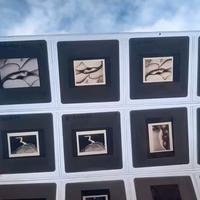 LYNN BIANCHI Lotto 20 diapositive/FOTO ARTE