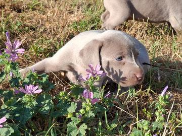Cuccioli di weimaraner