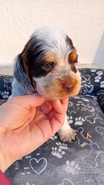 Cucciola Cocker Spaniel Inglese