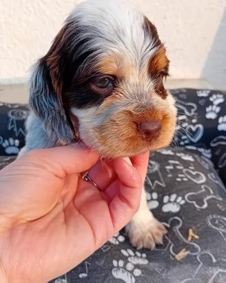 Cucciola Cocker Spaniel Inglese