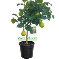 Pianta di Limone CON FRUTTO 🍋 - vaso Ø 20