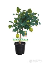 Pianta di Limone CON FRUTTO 🍋 - vaso Ø 20