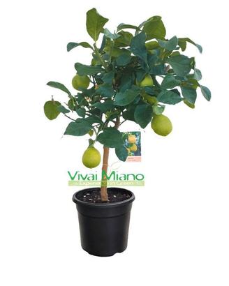 Pianta di Limone CON FRUTTO 🍋 - vaso Ø 20