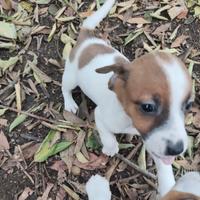 Maschio di Jack Russell Terrier di mesi 2