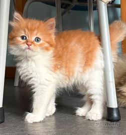 Dolce cucciolo a pelo lungo