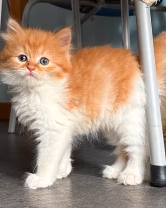 Dolce cucciolo a pelo lungo