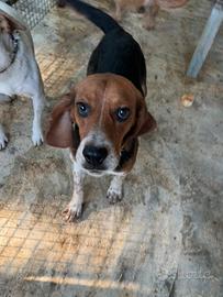 Cane da caccia