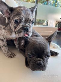 Bulldog francesi