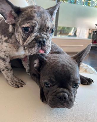 Bulldog francesi