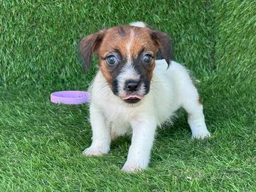 Jack russell broken