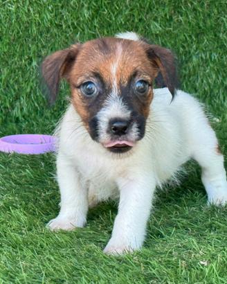 Jack russell broken