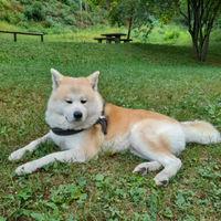 Maschio di akita inu x accoppiamento