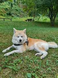 Maschio di akita inu x accoppiamento