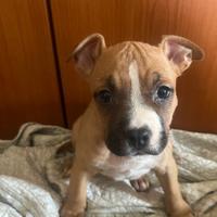 Femmina amstaff disponibile