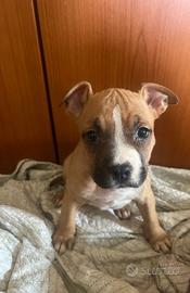 Femmina amstaff disponibile