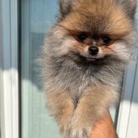 Volpini della Pomerania nani