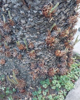 polloni di pianta Cycas