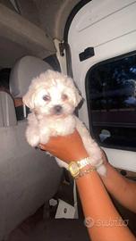 Maltese