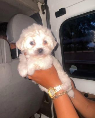 Maltese