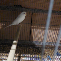 Inseparabili e cocoriti