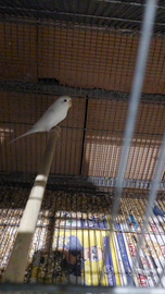 Inseparabili e cocoriti