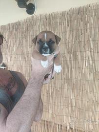 Staffordshire Bull Terrier