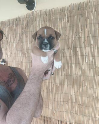 Staffordshire Bull Terrier