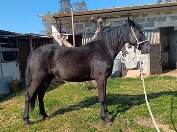 Cavallo Fattrice Murgese