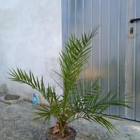 Pianta palma Phoenix Canariensis canarie 80-90 cm