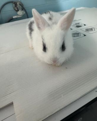 Coniglio nano
