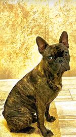 Bulldog francese Bringee per monta