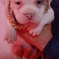 American bully