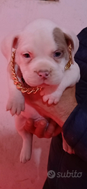 American bully