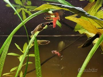 Platy e guppy, lumache e piante