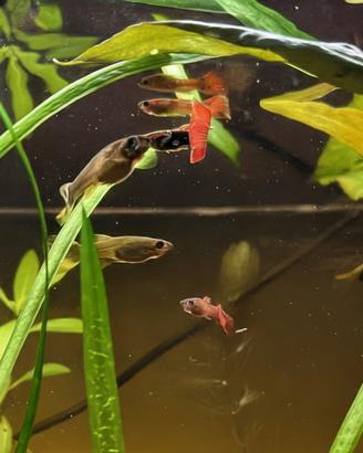 Platy e guppy, lumache e piante