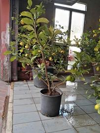 Piante di limoni Giardino e Fai da te In vendita a Arezzo