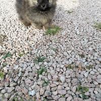 Cuccioli della Pomerania