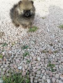 Cuccioli della Pomerania