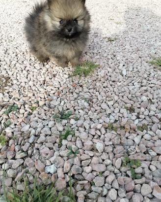 Cuccioli della Pomerania