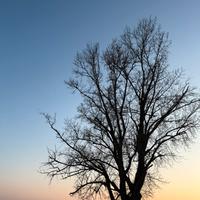 Consulente commerciale