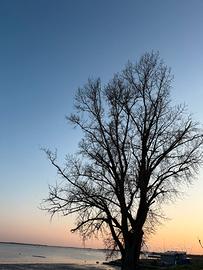 Consulente commerciale