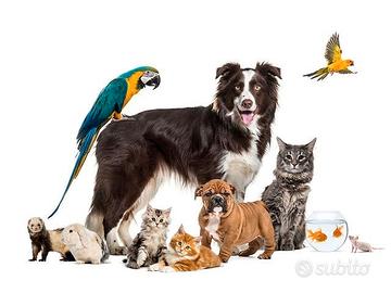 Pet sitter - dog/cat sitter