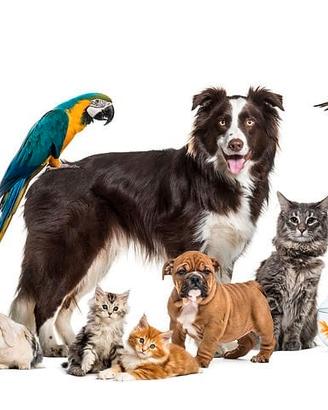 Pet sitter - dog/cat sitter