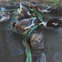 Papere mute 5 maschi una femmina