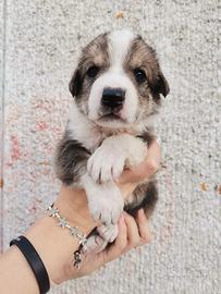 Cucciola meticcia ?